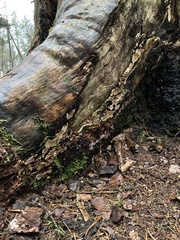 Heterobasidion parviporum