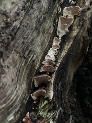 Heterobasidion parviporum