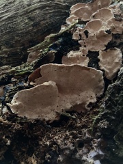 Heterobasidion parviporum