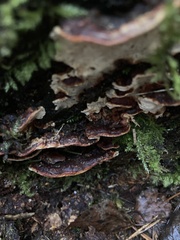 Heterobasidion parviporum