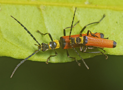 Chauliognathus atricornis