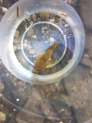 Cottus bairdii