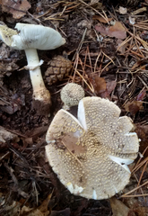 Amanita franchetii