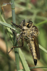 Dysmachus fuscipennis