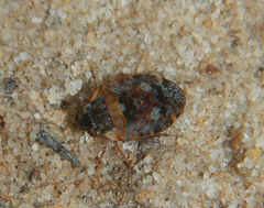 Ochteridae