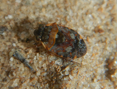 Ochteridae