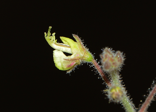 Image of Desmodium scorpiurus by no rights reserved