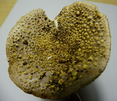 Amanita franchetii