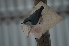 Sitta europaea asiatica