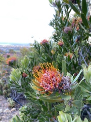 Leucospermum