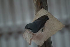 Sitta europaea asiatica