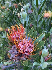 Leucospermum