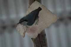 Sitta europaea asiatica