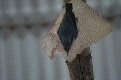Sitta europaea asiatica