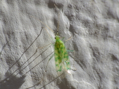 Malacocoris chlorizans