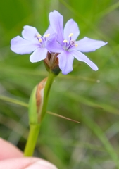 Aristea montana