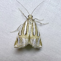 Hednota bifractellus