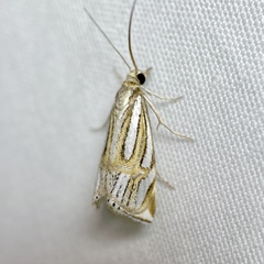 Hednota bifractellus