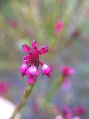Erica rhopalantha