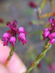 Erica rhopalantha