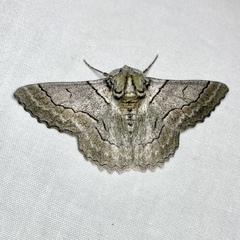 Hypobapta tachyhalotaria