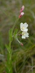 Epilobium capense