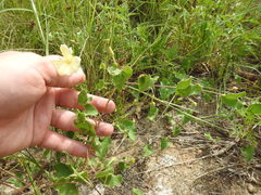Ipomoea obscura obscura