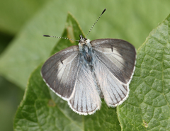 Oreolyce vardhana