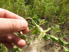Ipomoea obscura obscura
