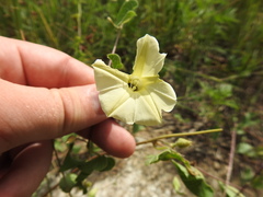 Ipomoea obscura obscura