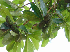 Tabernaemontana hystrix