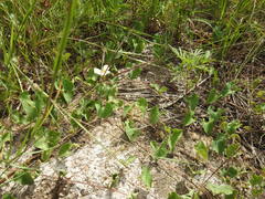 Ipomoea obscura obscura