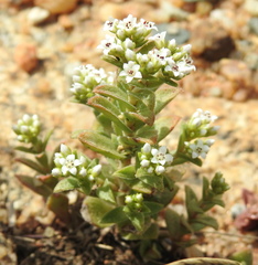 Crassula setulosa setulosa
