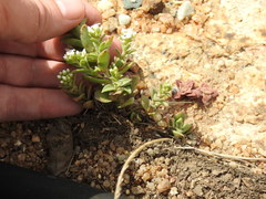 Crassula setulosa setulosa