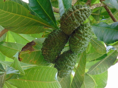 Tabernaemontana hystrix