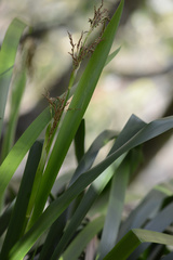 Machaerina sinclairii