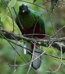 Pharomachrus antisianus