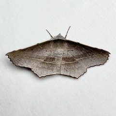 Oenochroma vetustaria