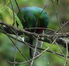 Pharomachrus antisianus