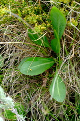 Alepidea thodei