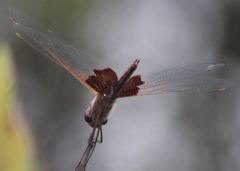 Tramea carolina