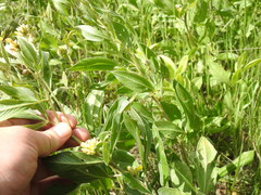 Pearsonia cajanifolia