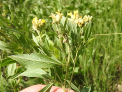 Pearsonia cajanifolia