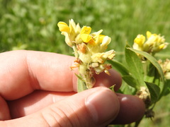Pearsonia cajanifolia