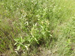 Pearsonia cajanifolia