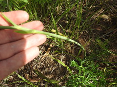 Afrosciadium magalismontanum