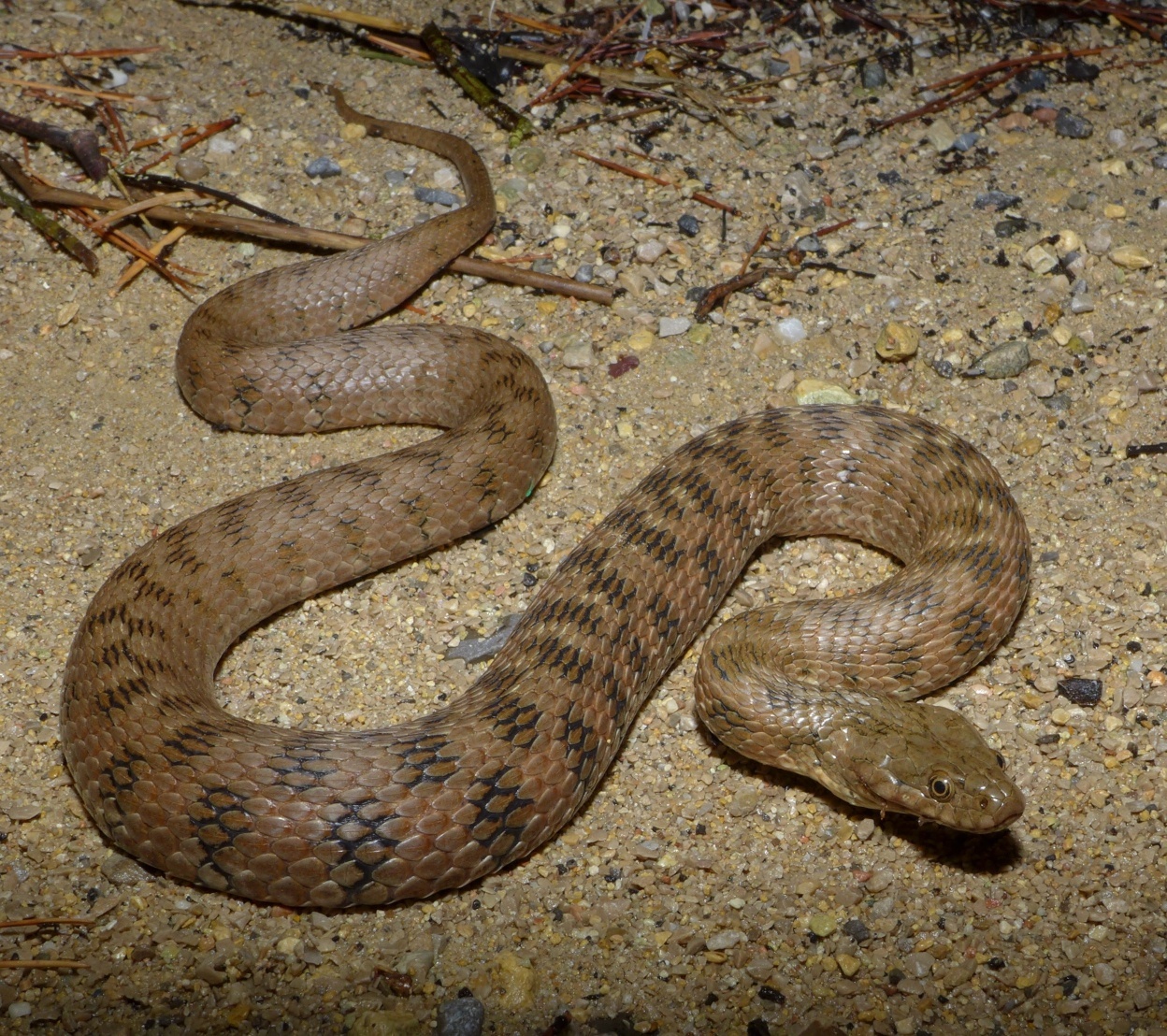 Viperine Snake (Natrix maura) · iNaturalist