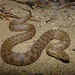 Viperine Snake - Photo (c) Jakob Fahr, some rights reserved (CC BY-NC)