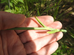 Afrosciadium magalismontanum