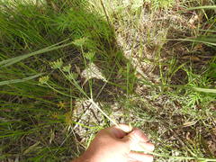 Afrosciadium magalismontanum